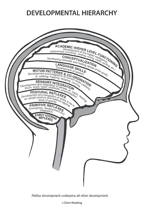 Infographic of the brain and the levels of development: Early uterine reflexes, primitive reflexes, postural reflexes, sensory integration, motor patterns and coordination, language skills, conceptualization, academic higher level functioning. Text: The Learning Hierarchy [The illustration depicts] the normal hierarchical developmental system, beginning before the birth of the infant and carrying on through adulthood. If the foundations&mdash;the primitive and postural reflexes&mdash;are unstable, weak or have gaps in their development, they will undermine all other levels to some degree. The motor, perception, speech and conceptualisation will also be unstable, and breakdown in any or all of these areas can occur, causing the higher-level functioning areas to also be affected. Although these stages do overlap to a certain extent, if a stage is missed, interfered with or not fully integrated, it can prevent full development of subsequent stages. Unfortunately the child will not grow out of their learning and behaviour problems. The problems may alter and appear to improve as the child learns to compensate in other ways, but the weakness in their system will remain, causing stress on their system. They may also resurface when the child moves to more intensive learning situations, where the demands of higher learning are greater, and the pressure for academic progress is more urgent. &copy; Claire Hocking, Educational Kinesiologist &  Brain Gym Instructor&mdash;Australia. www.wholebrain.com.au  Ph (03) 5282 5965  Mobile 0419 569 071
